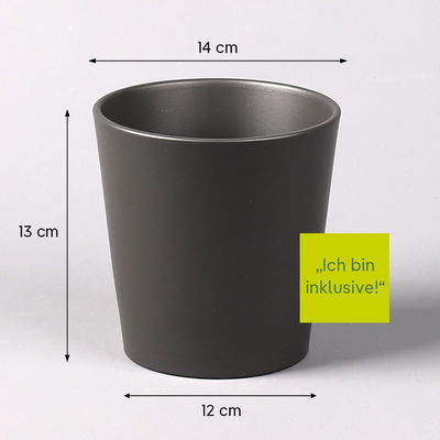 Weihnachtskaktus 'Duo', 2 Farben, Übertopf anthrazit, Topf-Ø 12 cm, 2 Pflanzen Weihnachtskaktus 'Duo', 2 Farben, Übertopf anthrazit, Topf-Ø 12 cm, 2 Pflanzen