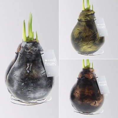 Amaryllis in Wachs, Dekor 'Antiquez Mix', Farbe zufällig, Blüte rot