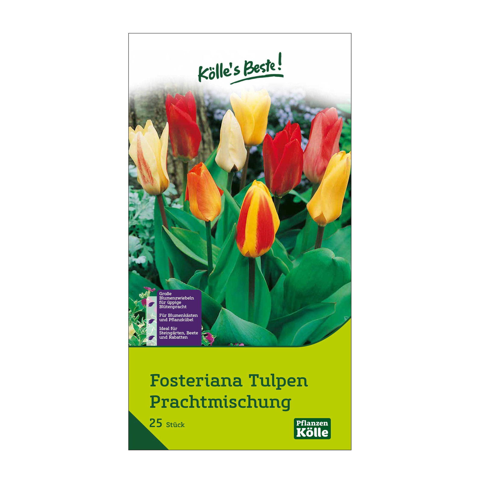 Fosteriana Tulpen Prachtmischung, 25 Blumenzwiebeln