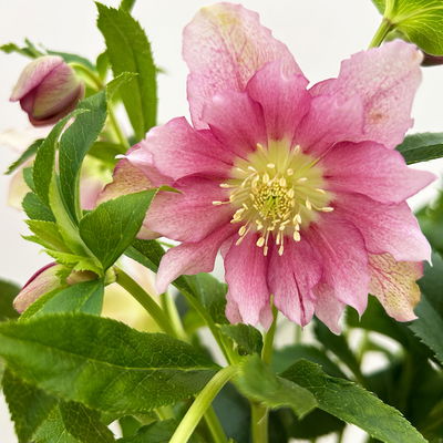 Lenzrose 'ViV® Ariana', rosa gesprenkelt, Topf-Ø 19 cm Lenzrose 'ViV® Ariana', rosa gesprenkelt, Topf-Ø 19 cm