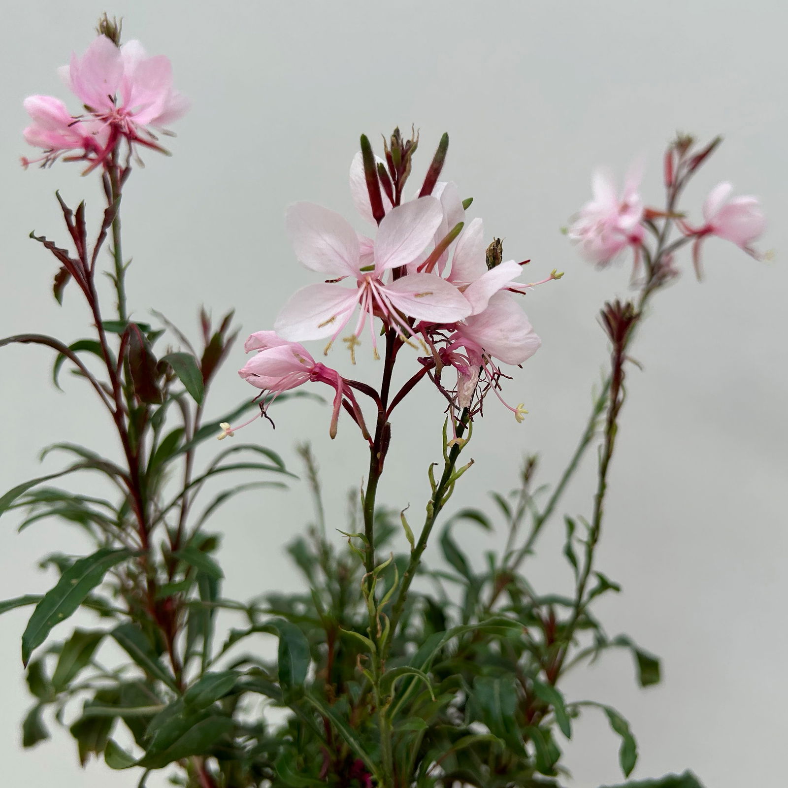 Prachtkerze, pink, Topf-Ø 13 cm, 6 Pflanzen