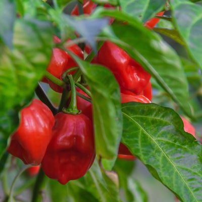 Chili Habanero 'Calita® Red, sehr scharf, Topf-Ø 10,5 cm, 6er-Set