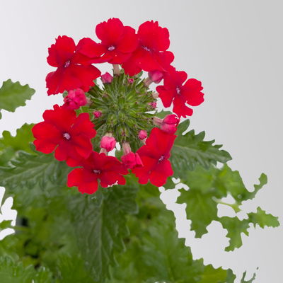 Eisenkraut rot, Topf-Ø 12 cm, 6 Stück