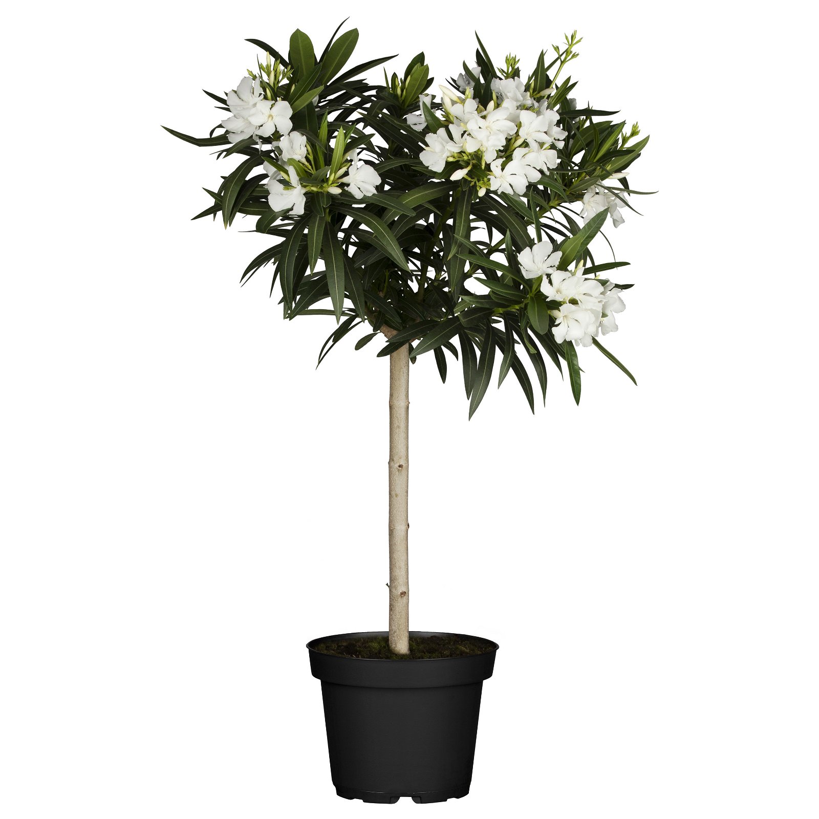 Oleander, Farbe zufällig, Stamm, Topf-Ø 18 cm, Höhe ca. 50