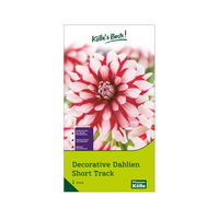 Decorative Dahlien 'Short Track', weiß-rot, Größe 1, 1 Blumenknolle