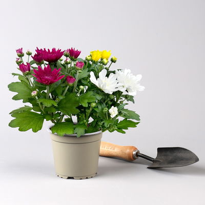 Chrysantheme 'Trio', weiß-gelb-lila, gefüllt, Topf-Ø 12cm, 6 Pflanzen Chrysantheme 'Trio', weiß-gelb-lila, gefüllt, Topf-Ø 12cm, 6 Pflanzen