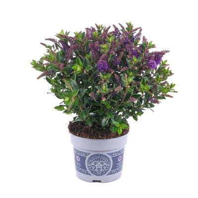 Hebe 'All Blooms®', blau, Topf-Ø 12 cm, 3 Pflanzen Hebe 'All Blooms®', blau, Topf-Ø 12 cm, 3 Pflanzen