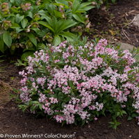 Rosa-Sternenstrauch, Deutzia 'Yuki Cherry Blossom'®, 5er-Set, Topf 3 Liter