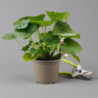 Stockrose, rot, Topf-Ø 13 cm, 6 Pflanzen Stockrose, rot, Topf-Ø 13 cm, 6 Pflanzen