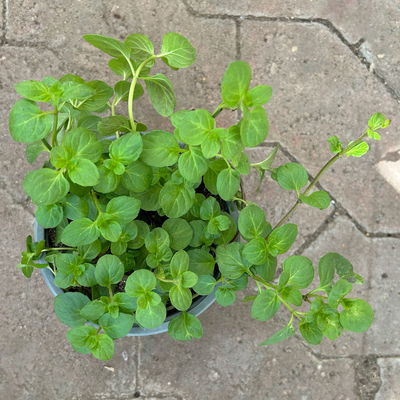 Orangenminze, Kölle Bio, 12cm Topf, frisch aus unserer Bio-Gärtnerei Orangenminze, Kölle Bio, 12cm Topf, frisch aus unserer Bio-Gärtnerei