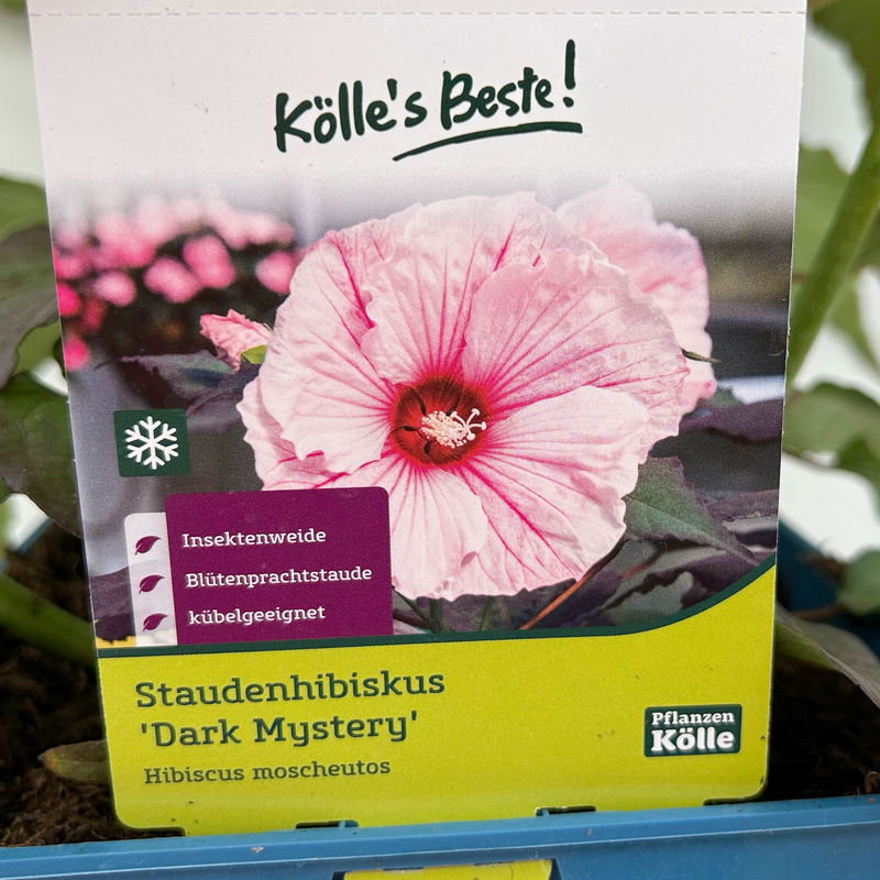 RiesenHibiskus 'Dark Mystery', hellrosa, online kaufen PflanzenKölle