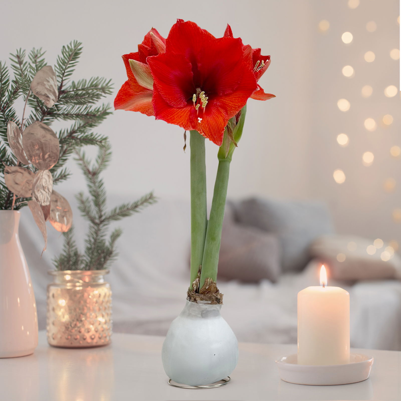 Amaryllis in Wachs, Dekor 'Basic White', Blüte rot