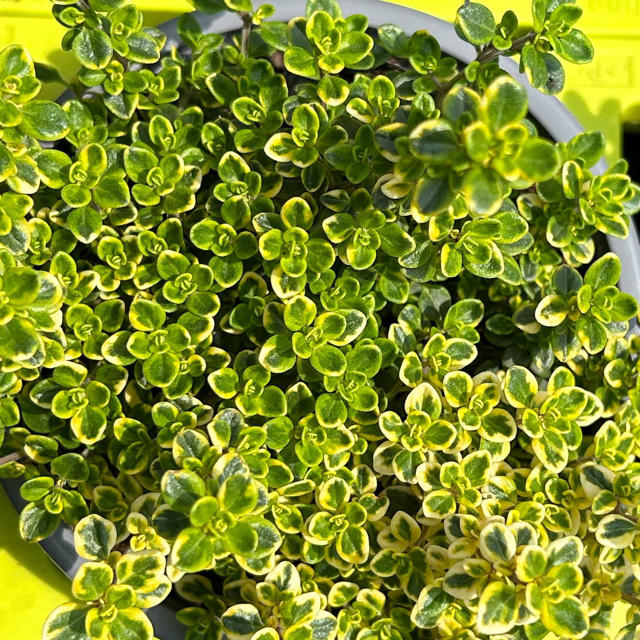 Bio Zitronen-Thymian, Topf-Ø 12cm