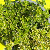 Bio Zitronen-Thymian, Topf-Ø 12cm