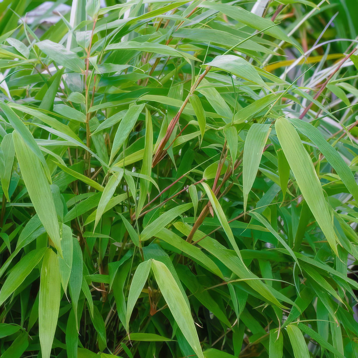 Gartenbambus Fargesia rufa, Höhe 40-60 cm, Topf 5 Liter, 2 Stück