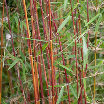 Bambus 'Dekorative Halme Rot/Schwarz', Höhe 80-100cm, Topf 7,5/10 Liter, 2 Stück Bambus 'Dekorative Halme Rot/Schwarz', Höhe 80-100cm, Topf 7,5/10 Liter, 2 Stück