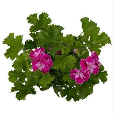 Geranie 'Pinkerbell®' pink/weiß, stehend, Topf-Ø 13 cm, 6er-Set