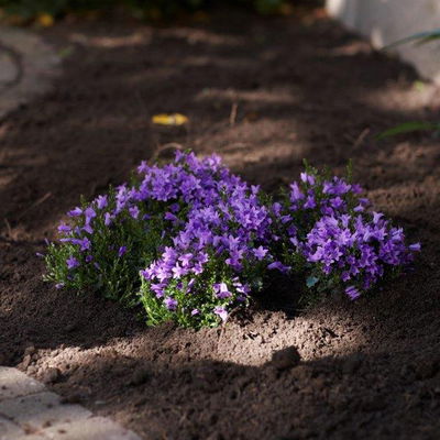 Glockenblume 'Get Mee'®, blau und weiß, Topf-Ø 10,5 cm, Höhe ca. 15 cm Glockenblume 'Get Mee'®, blau und weiß, Topf-Ø 10,5 cm, Höhe ca. 15 cm