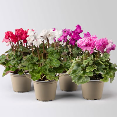 Alpenveilchen 'Merengue Mix' Farben zufällig, Topf-Ø 10,5 cm, 4 Pflanzen Alpenveilchen 'Merengue Mix' Farben zufällig, Topf-Ø 10,5 cm, 4 Pflanzen