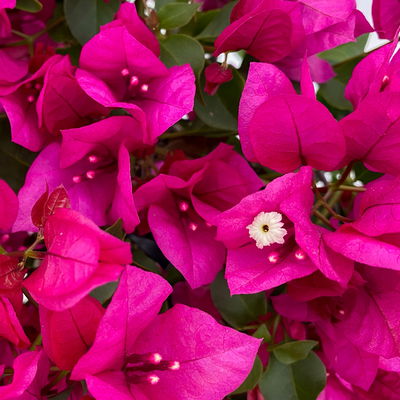 Bougainvillea, violett, Busch, Topf-Ø 19 cm, Höhe ca. 40 cm, 2 Pflanzen