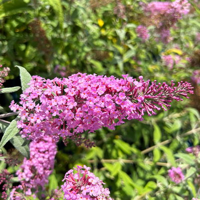 Sommerflieder, Buddleja davidii 'Pink Delight', rosa, Topf 5 lt.
