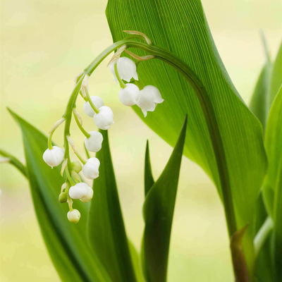 Maiglöckchen weiß, Topf-Ø 11 cm, 2er-Set