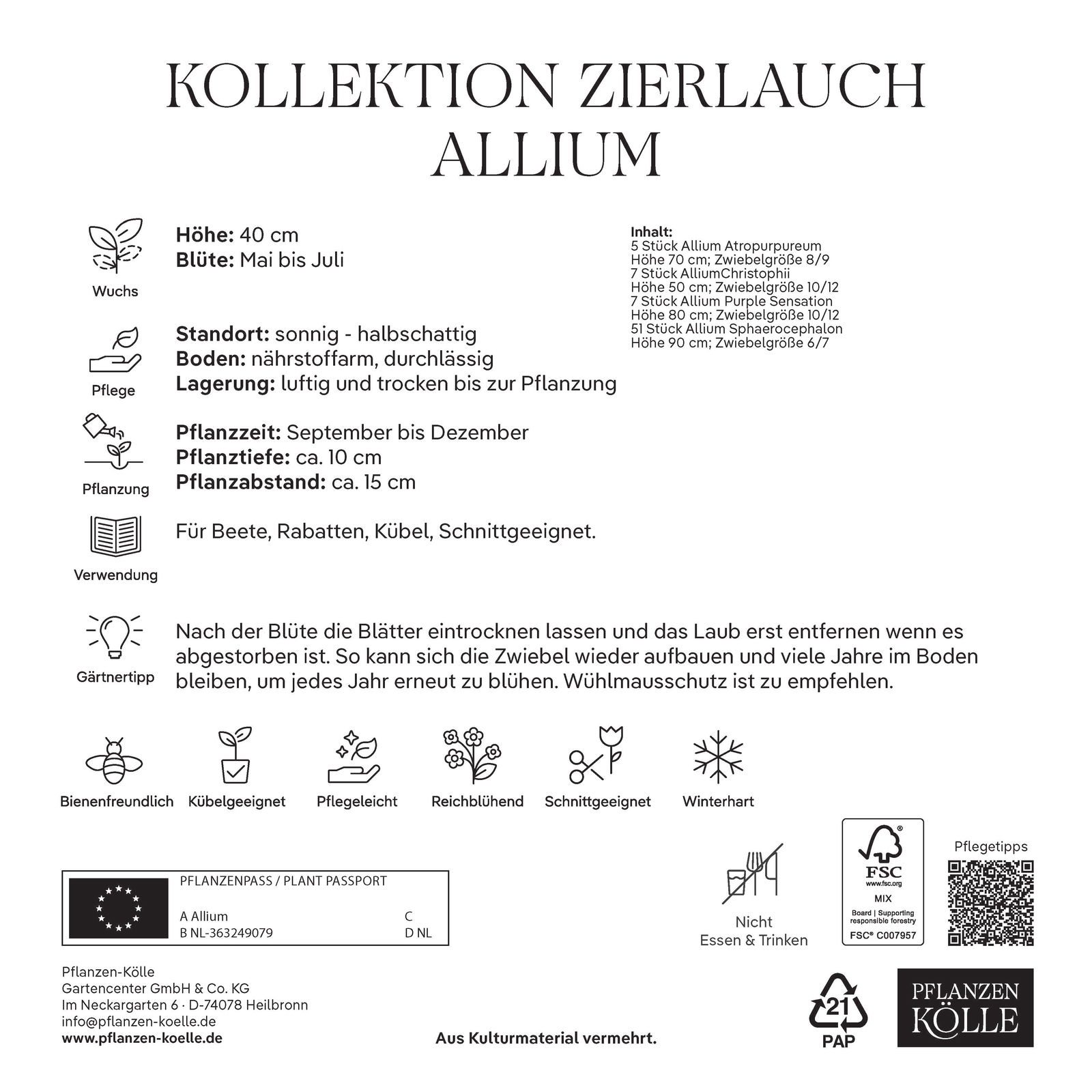 Zierlauch-Kollektion 70 Alliumzwiebeln
