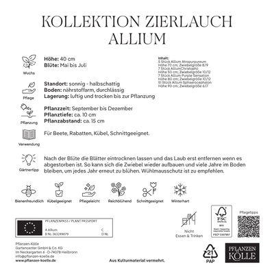 Zierlauch-Kollektion 70 Alliumzwiebeln