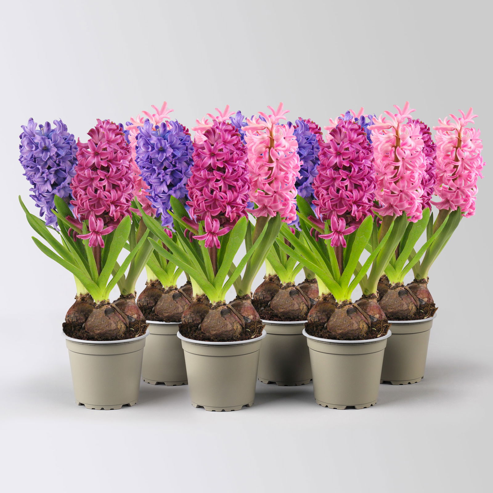 Hyazinthe 'Trio', lila, rosa & blau, vorgetrieben, Topf-Ø 12 cm, 6 Pflanzen Hyazinthe 'Trio', lila, rosa & blau, vorgetrieben, Topf-Ø 12 cm, 6 Pflanzen