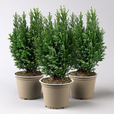Kegelzypresse 'Snow White'®, Topf-Ø 13 cm, 3 Pflanzen
