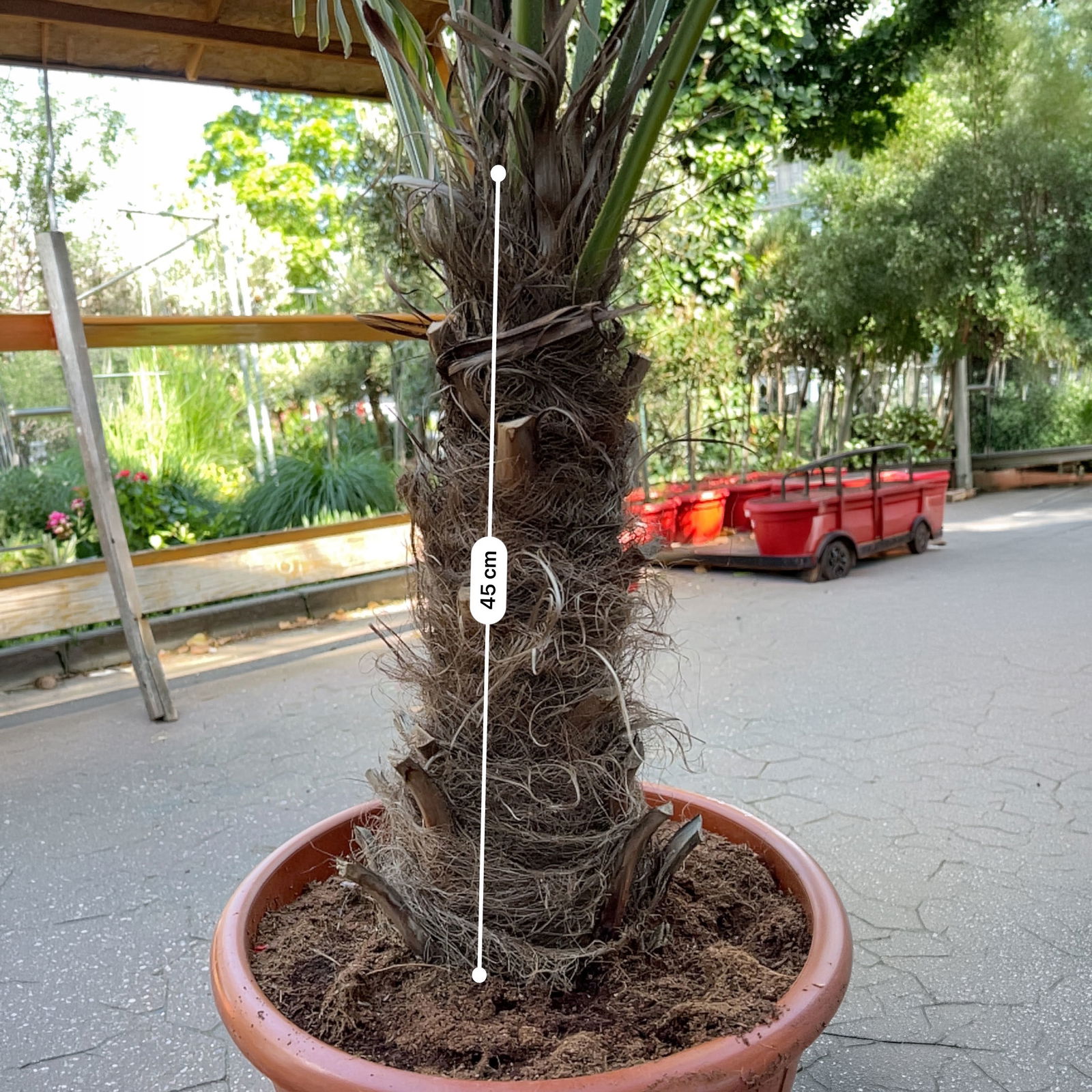 Hanfpalme, Stamm ca. 40 cm, Topf 35 Liter