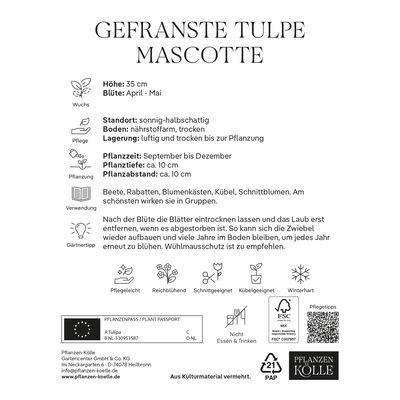 Gefranste Tulpen Mascotte dunkelrosa, 7 Blumenzwiebeln