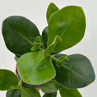 Balsamapfel 'Princess', Topf-Ø 12 cm, 2 Pflanzen, inkl. Keramikübertopf Byron