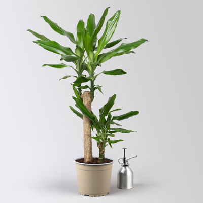 Duftender Drachenbaum 'Steudneri' in Keramiktopf Dallas weiß, Topf-Ø 17 cm Duftender Drachenbaum 'Steudneri' in Keramiktopf Dallas weiß, Topf-Ø 17 cm