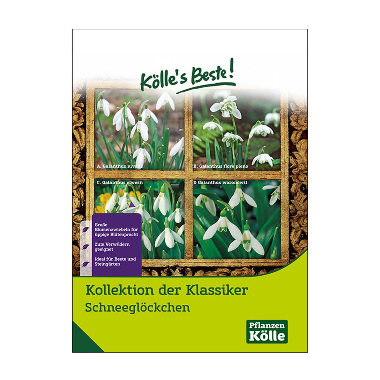 Schneeglöckchen Klassiker-Kollektion, 50 Blumenzwiebeln