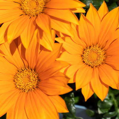 Mittagsgold orange, Topf -Ø 12 cm, 6er-Set