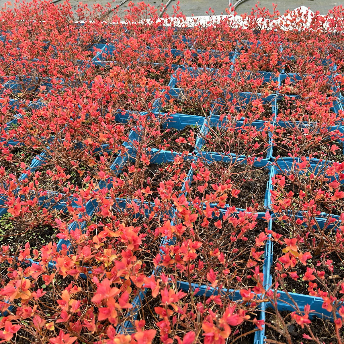 Goldorange Japanspiere 'Double Play®Big Bang', Spiraea japonica, Topf 5 Liter