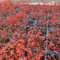 Goldorange Japanspiere 'Double Play®Big Bang', Spiraea japonica, Topf 5 Liter