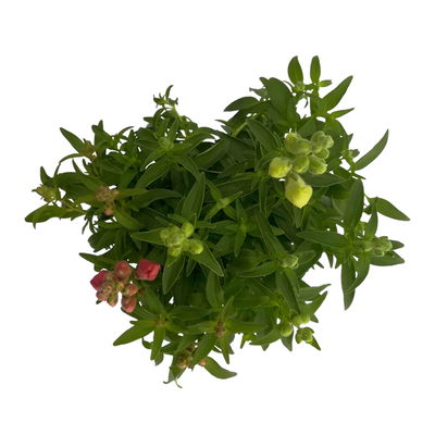 Löwenmäulchen 'Trio' bunt, Topf-Ø 13 cm, 6 Stück