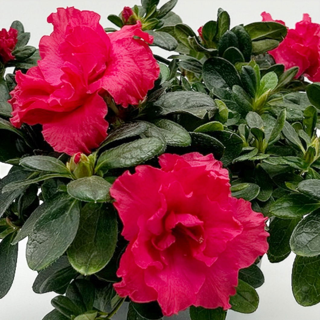 Azalee 'Vogel' Mix, gefüllt, Topf-Ø 11 cm, Höhe ca. 20 cm, 8 Pflanzen Azalee 'Vogel' Mix, gefüllt, Topf-Ø 11 cm, Höhe ca. 20 cm, 8 Pflanzen