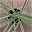 Kap-Knoblauch, Kölle Bio, 12cm Topf, frisch aus unserer Bio-Gärtnerei
