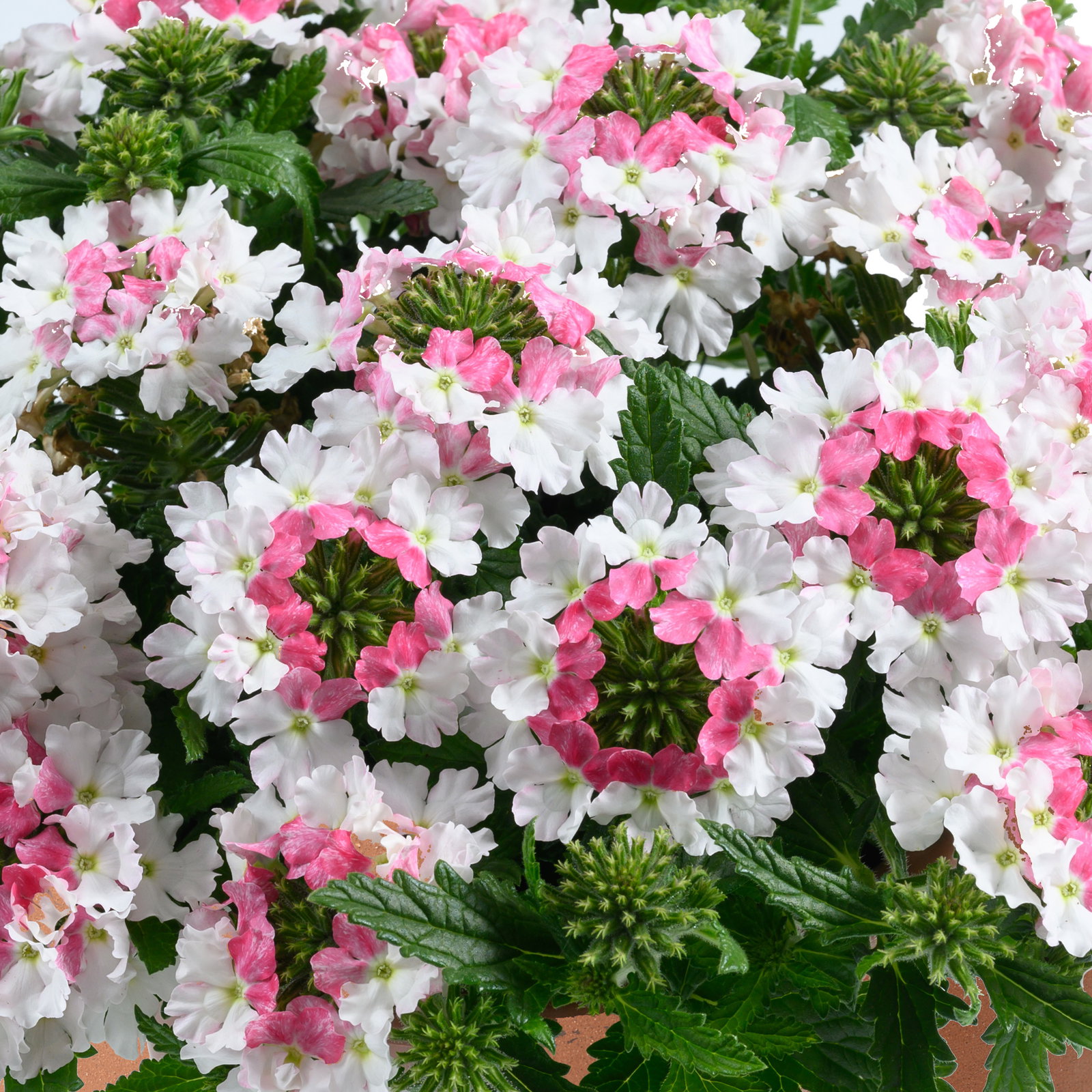 Eisenkraut, weiß-rosa, Topf-Ø 12 cm, 6 Pflanzen