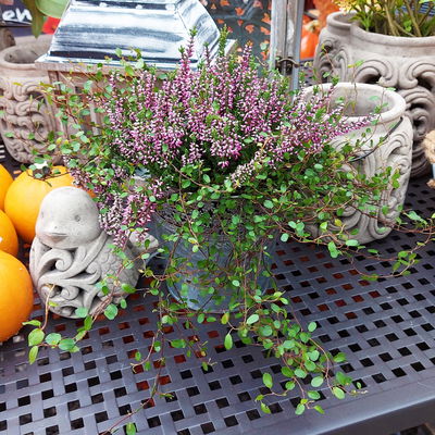 Knospenheide & Mühlenbeckia Mix, rosa, Topf-Ø 13cm, 6 Pflanzen Knospenheide & Mühlenbeckia Mix, rosa, Topf-Ø 13cm, 6 Pflanzen