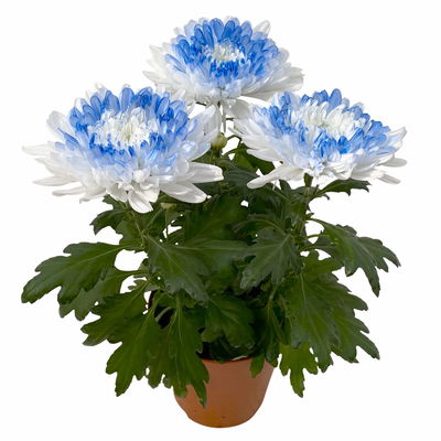 Chrysantheme 'Zembla Make-Upz® Heart Mix, Farben zufällig, Topf-Ø 13 cm, 3er-Set Chrysantheme 'Zembla Make-Upz® Heart Mix, Farben zufällig, Topf-Ø 13 cm, 3er-Set