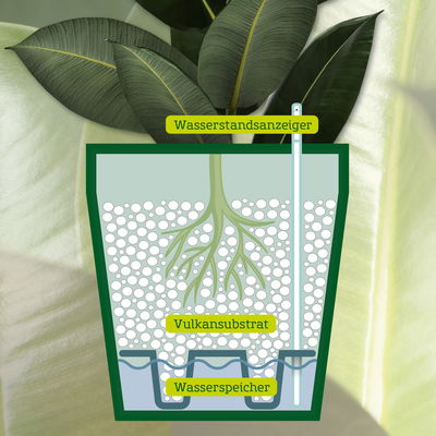 Strelitzie, Topf-Ø 27cm, Höhe ca. 140-150cm, inkl. Bewässerungssystem & Anzeige