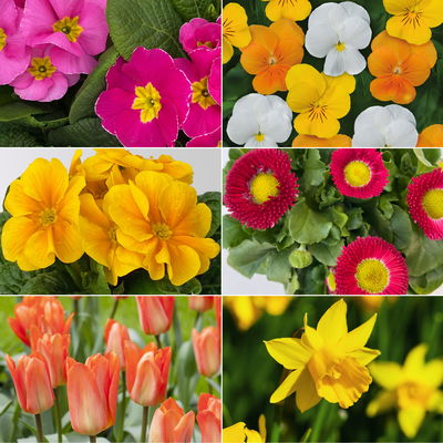 Pflanzen-Set Frischer Frühling, 12 Pflanzen inkl. Erde