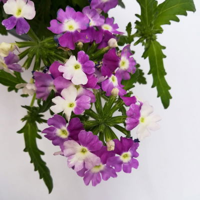 Eisenkraut zweifarbig, Topf-Ø 12 cm, 6 Stück