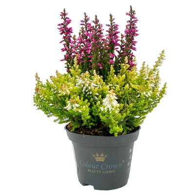 Knospenheide 'Colour Crown®', Farben zufällig, Topf-Ø 6 cm, 12 Pflanzen Knospenheide 'Colour Crown®', Farben zufällig, Topf-Ø 6 cm, 12 Pflanzen