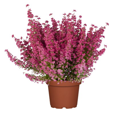 Glockenheide rosa/rot, Farbe nach Verfügbarkeit, Topf-Ø 11cm, 6 Pflanzen Glockenheide rosa/rot, Farbe nach Verfügbarkeit, Topf-Ø 11cm, 6 Pflanzen