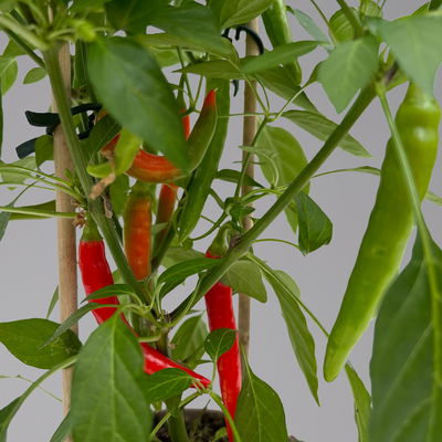 Chilipflanzen 'Pick-&-Joy® Hot Chili Red', Topf-Ø 14 cm, 2 Pflanzen